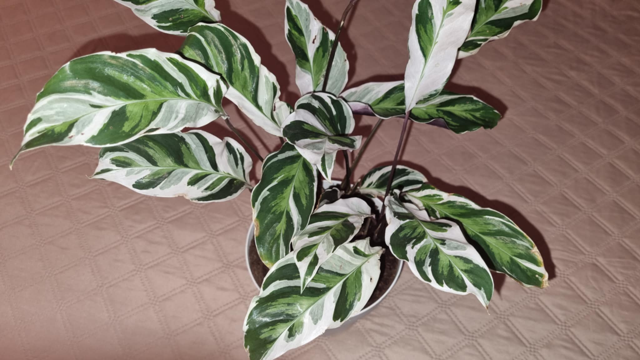 Calathea Fusion White Image 2